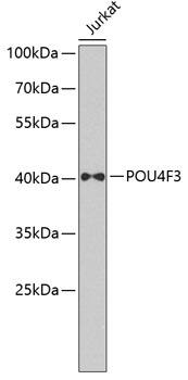 POU4F3 Antibody