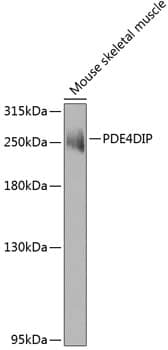 Myomegalin Antibody