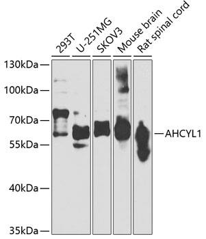 AHCYL1 Antibody