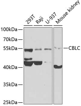 Cbl-c Antibody