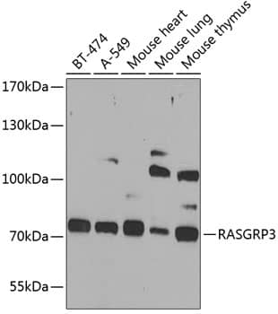 RASGRP3 Antibody