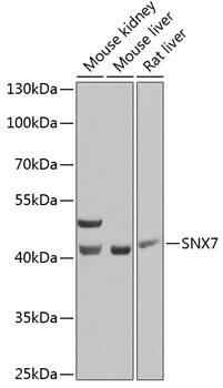 SNX7 Antibody