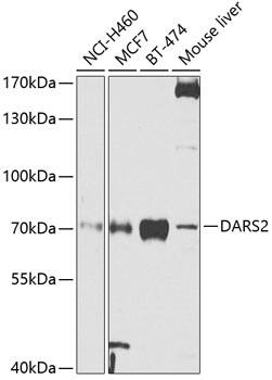 DARS2 Antibody