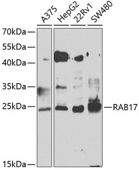 Rab17 Antibody