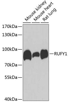 RUFY1 Antibody