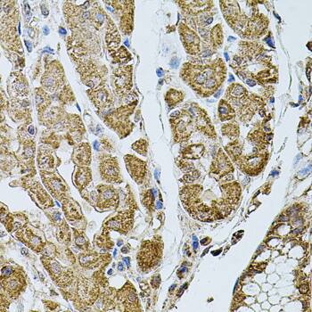 CHRFAM7A Antibody