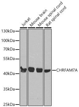 CHRFAM7A Antibody