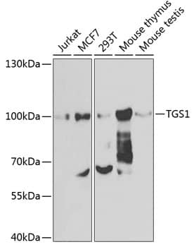 PIMT Antibody