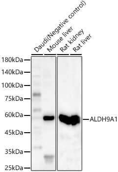 ALDH9A1 Antibody