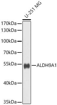 ALDH9A1 Antibody