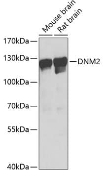 Dynamin 2 Antibody