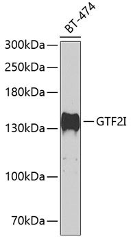 TFII-I Antibody
