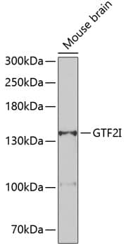 TFII-I Antibody