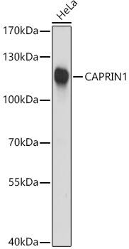 GPIP137 Antibody