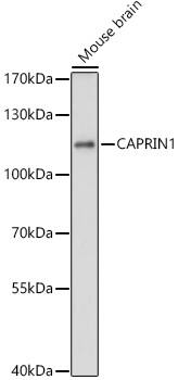 GPIP137 Antibody