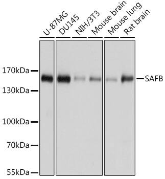 SAFB Antibody