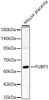 FUBP3 Antibody