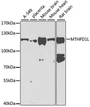MTHFD1L Antibody