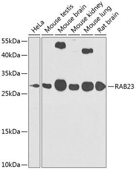 RAB23 Antibody