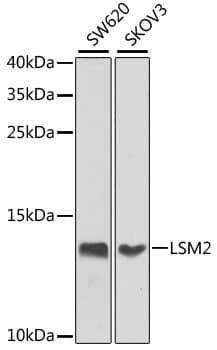 LSM2 Antibody