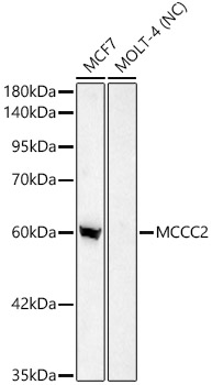 MCCC2 Antibody