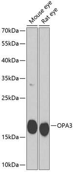 OPA3 Antibody