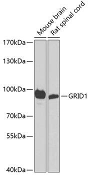 GRID1 Antibody