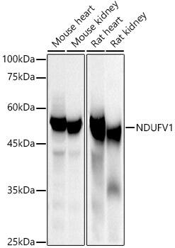 NDUFV1 Antibody