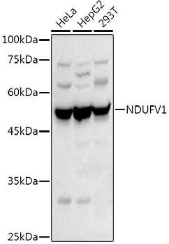 NDUFV1 Antibody