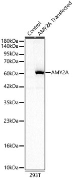 Pancreatic Amylase Alpha Antibody
