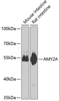 Pancreatic Amylase Alpha Antibody