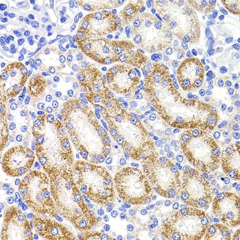 HMGCL Antibody
