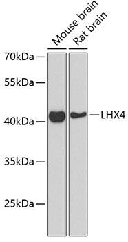 Lhx4 Antibody