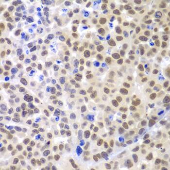 Lhx4 Antibody