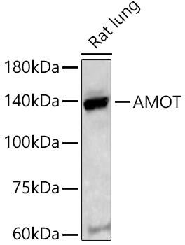 AMOT Antibody