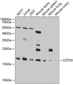 Centrin 3 Antibody