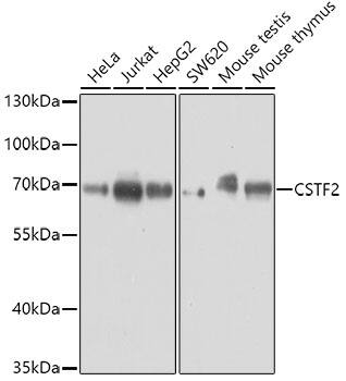 Cleavage stimulation factor 2 Antibody