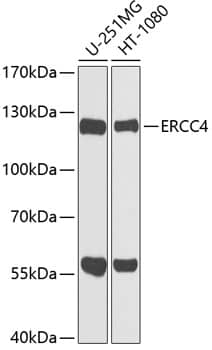 XPF Antibody