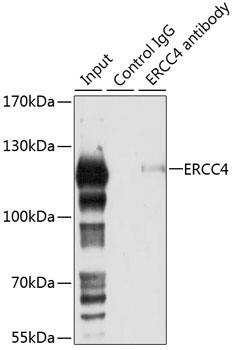 XPF Antibody