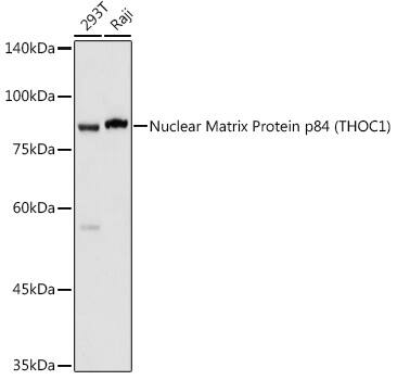 hHpr1-p84-Thoc1 Antibody