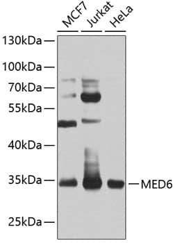 MED6 Antibody