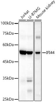 IFI44 Antibody