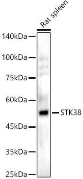 STK38 Antibody
