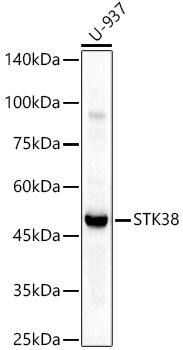 STK38 Antibody