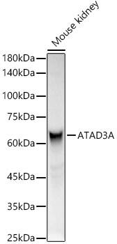 ATAD3A Antibody