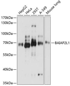 BAIAP2L1 Antibody