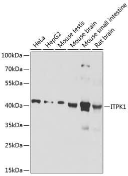 ITPK1 Antibody