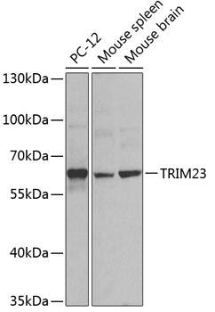 TRIM23 Antibody