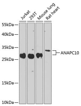 Apc10 Antibody