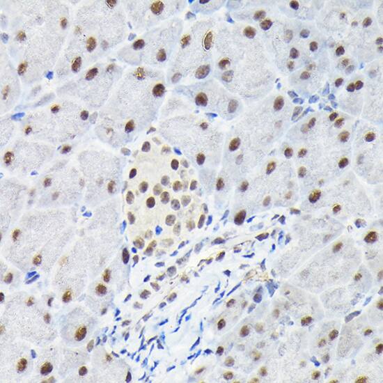 KPNA3 Antibody